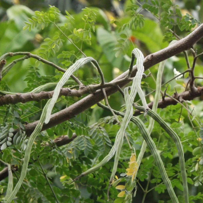 Drumstick Moringa 