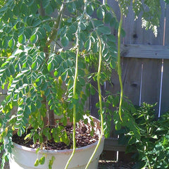 Drumstick Moringa 