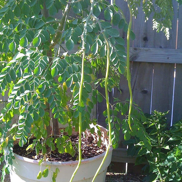 Drumstick Moringa 