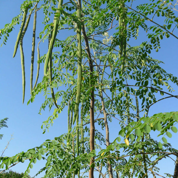 Drumstick Moringa 