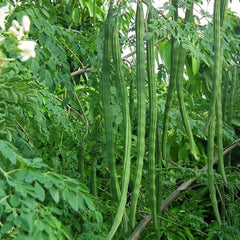 Drumstick Moringa 