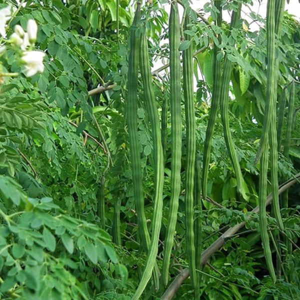 Drumstick Moringa 