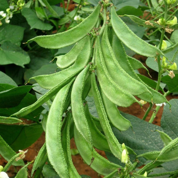 Dolichos Bean 