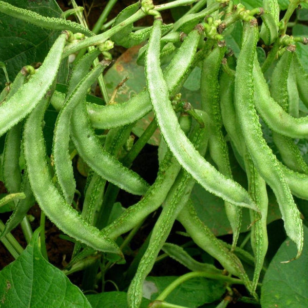 Dolichos Bean 
