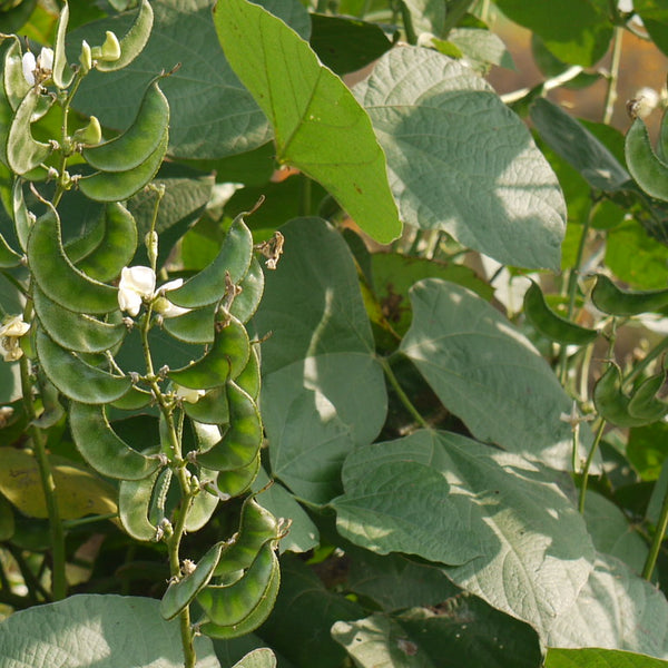 Dolichos Bean 