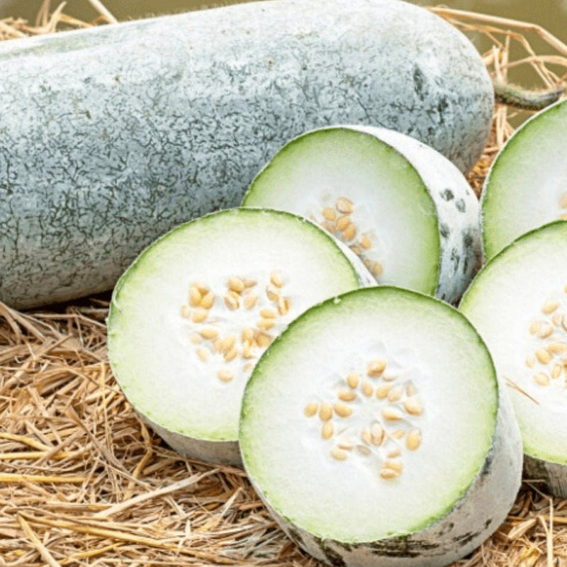 Ash Gourd 