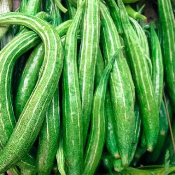 Snake Gourd 