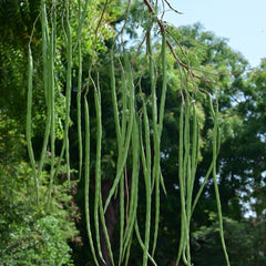 Drumstick Moringa 