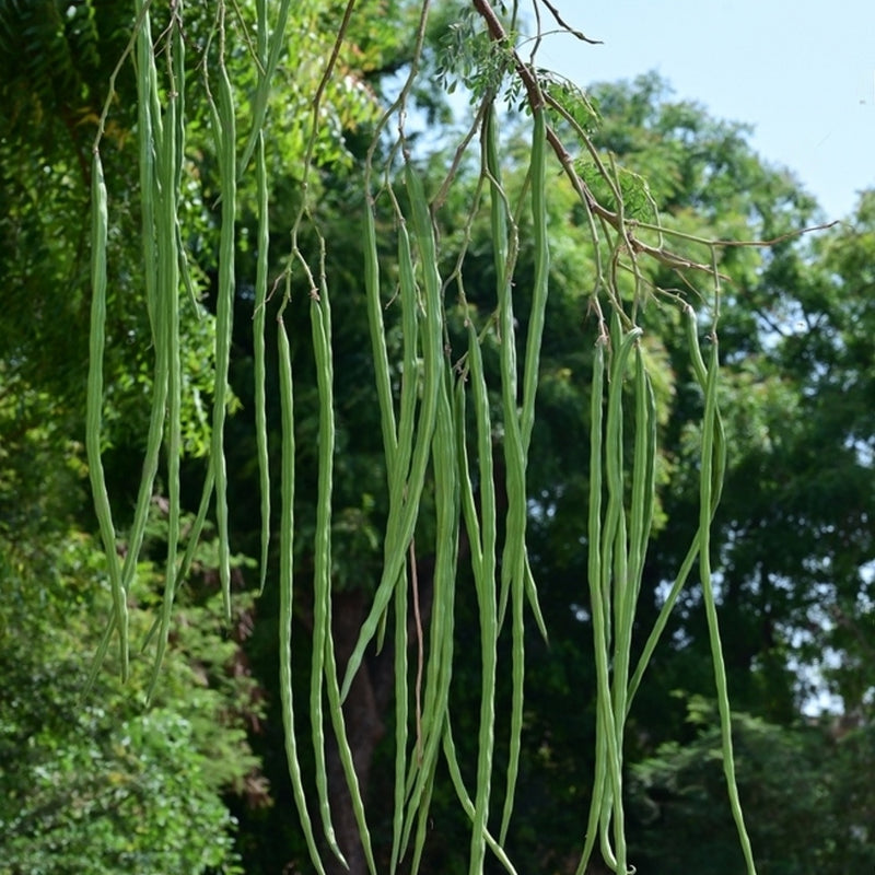 Drumstick Moringa 