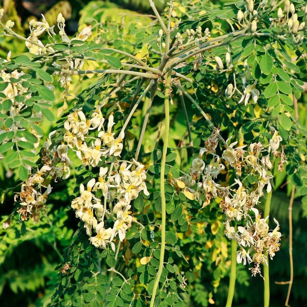 Drumstick Moringa 