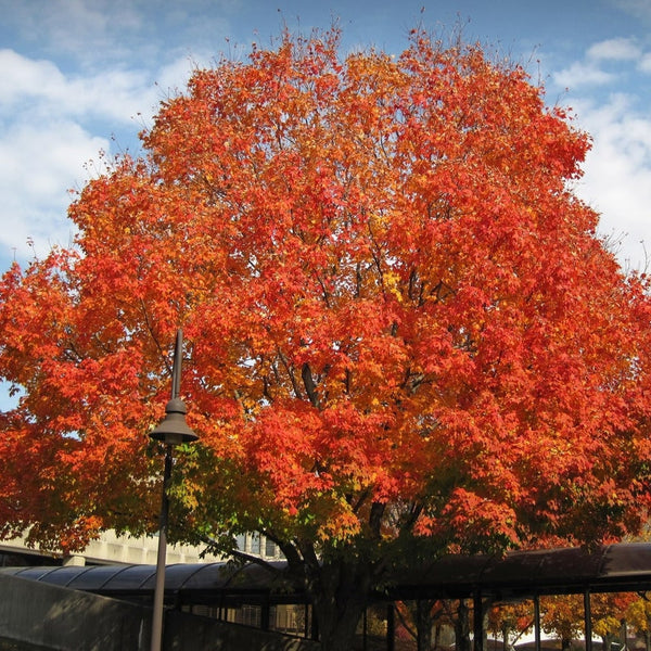Maple 