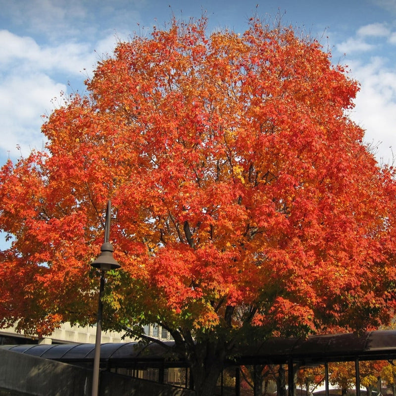 Maple 