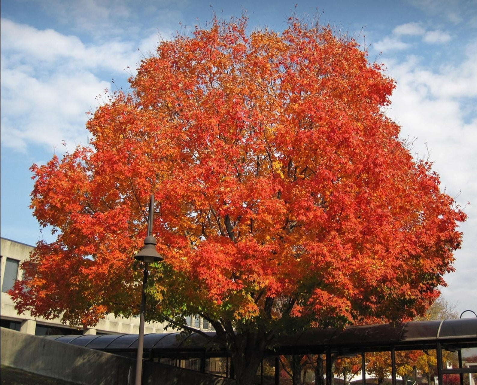 Maple " Sugar Maple  " Exotic 10 Tree Seeds