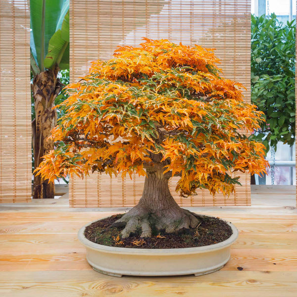 Maple 