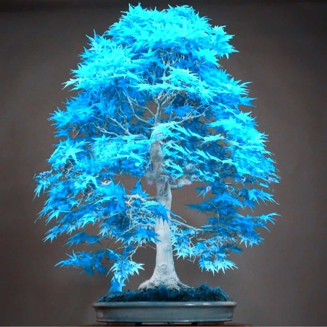 Maple " Blue Maple  " Exotic 10 Tree Seeds