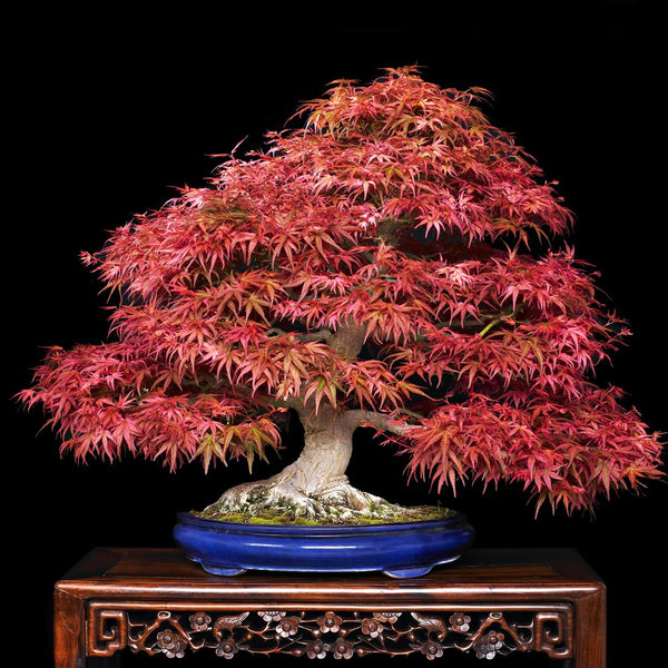 Maple 