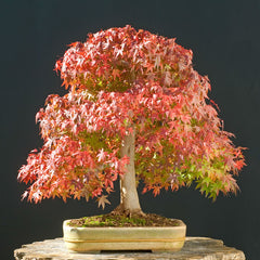 Maple 