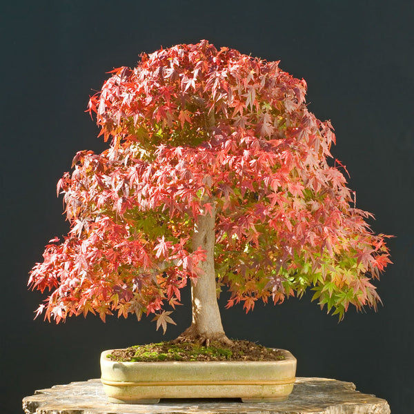 Maple 