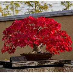 Maple 