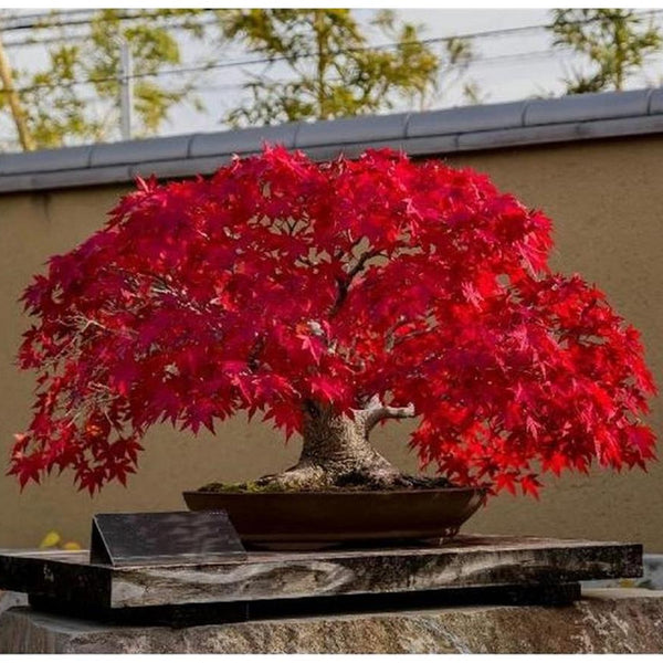 Maple 