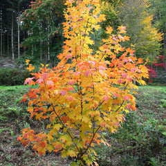 Maple 