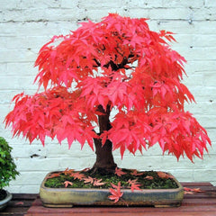 Maple 