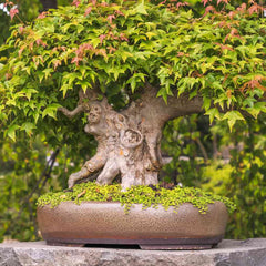 Maple 