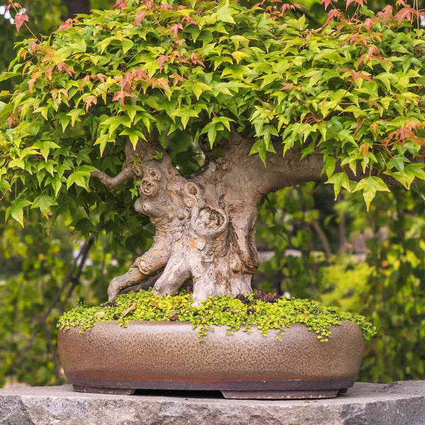 Maple 