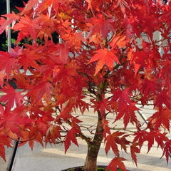 Maple 