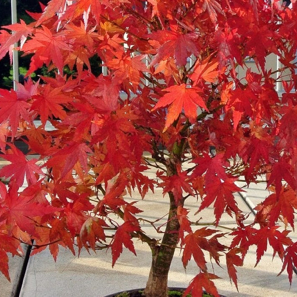 Maple 