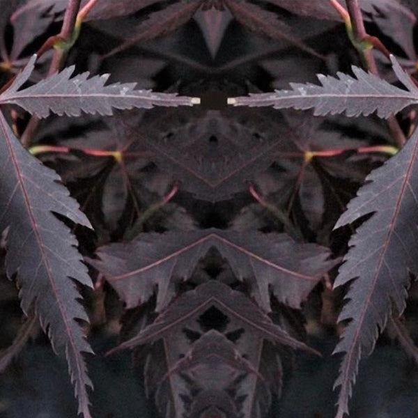Maple 