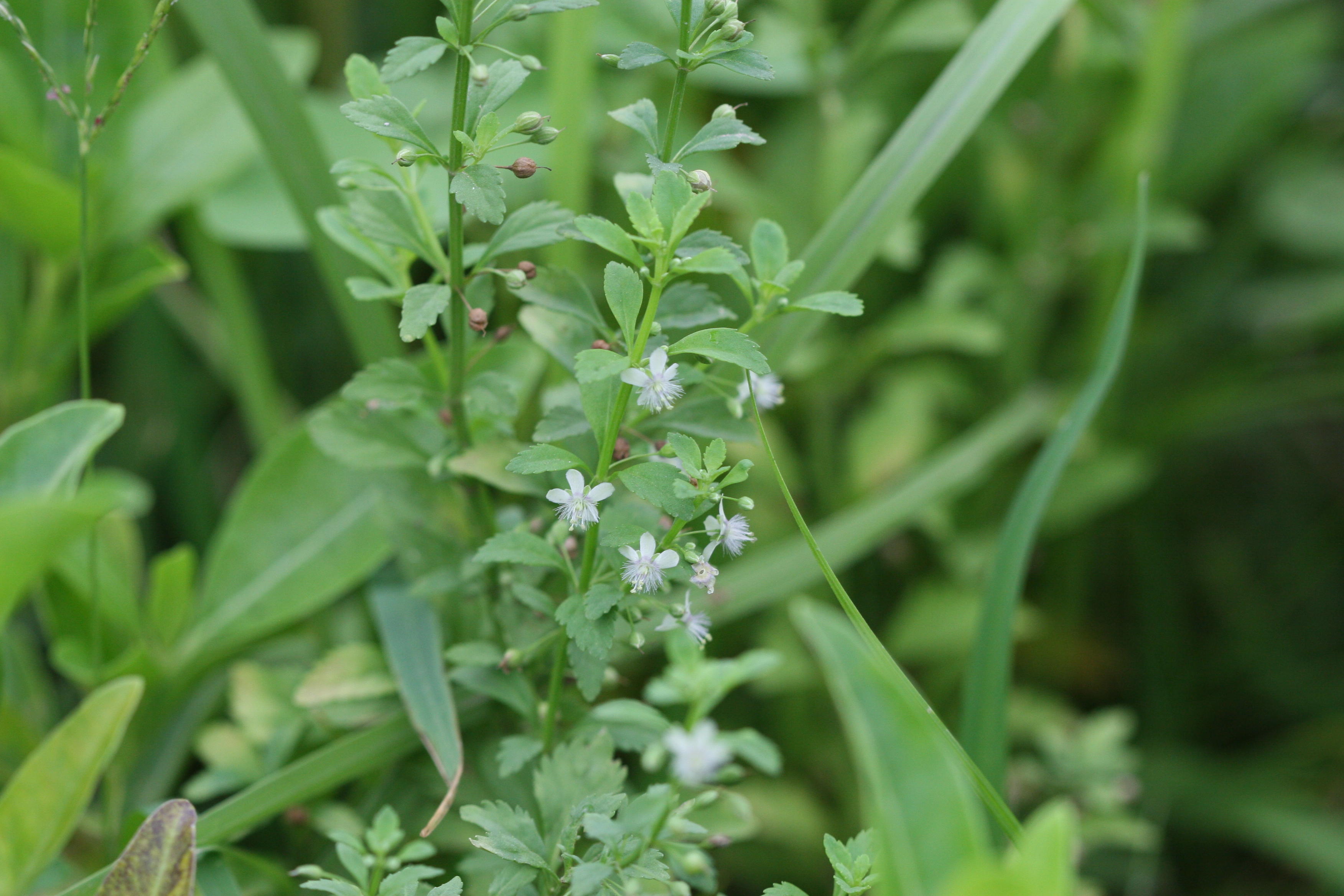 Kallurukki ( Scoparia dulcis ) Medicinal Plant