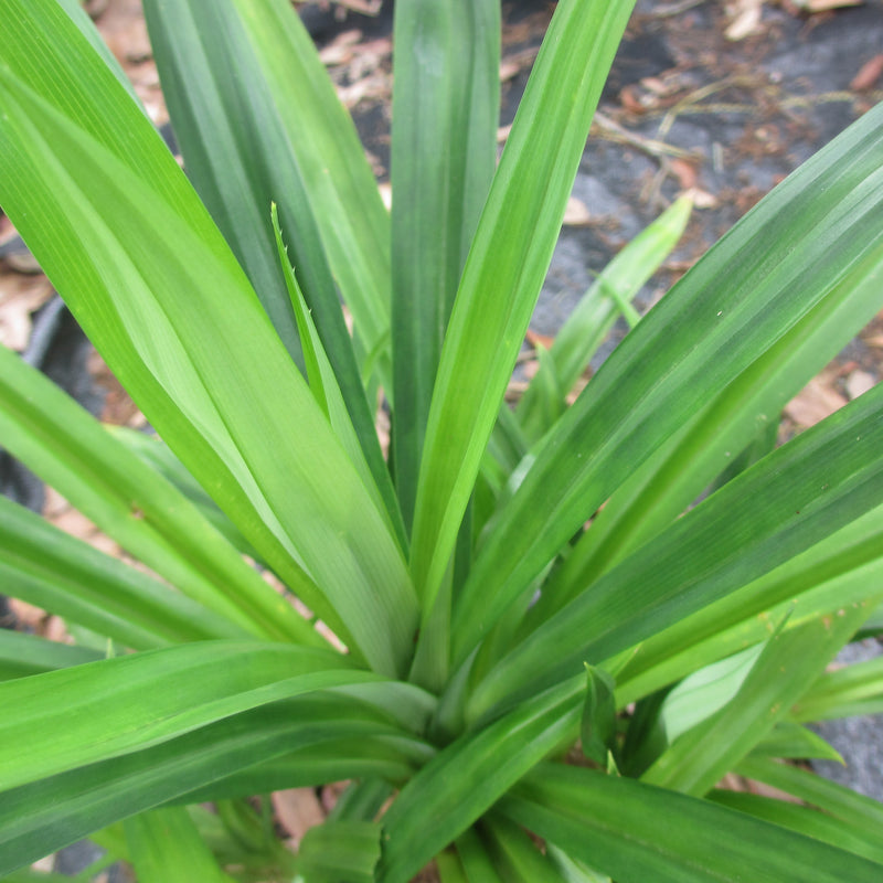Rambha Cheera ( Pandanus amaryllifolius ) Medicinal Plant