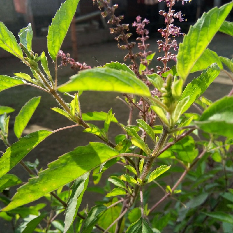 Thulasi ( Ocimum sanctum ) Medicinal Plant