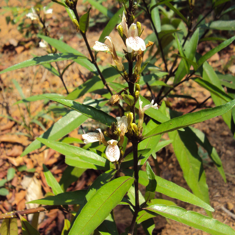 Vaathamkolli ( Justicia gendarussa ) Medicinal Plant