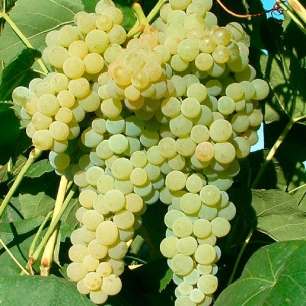 Hybrid Grape - Lakemont Grape Vine Fruit Plant