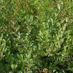 Mailanji ( Lawsonia inermis ) Medicinal Plant