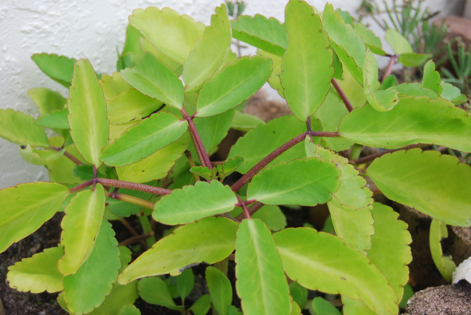 Ila Mulachi ( Bryophyllum pinnatum ) Medicinal Plant