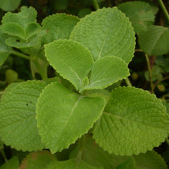 Iruveli ( Coleus zeylanicus ) Medicinal Plant