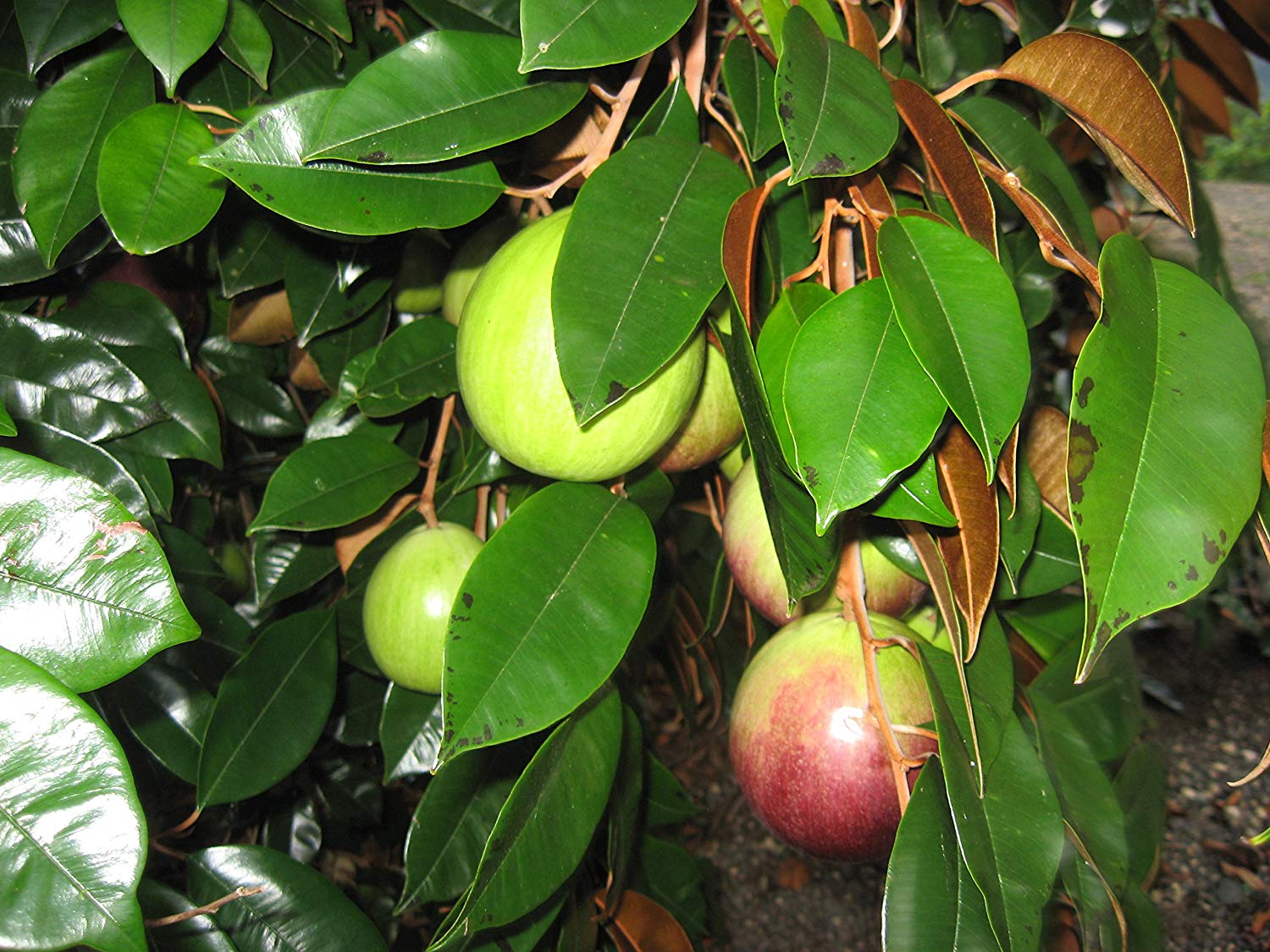 Milkfruit - Chrysophyllum cainito - Fruit Plant