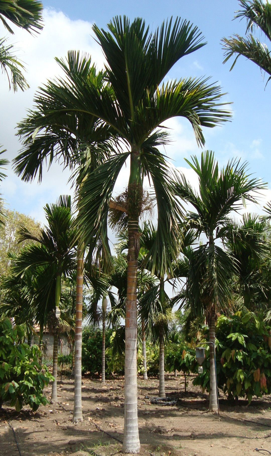 Hybrid Dwarf Arecanut - Mangala  Plant