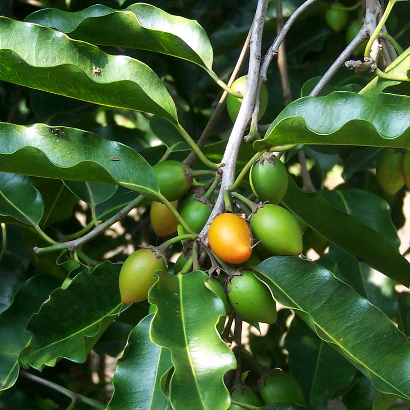 Elengi ( Mimusops elengi ) Medicinal Plant