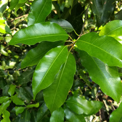 Elengi ( Mimusops elengi ) Medicinal Plant