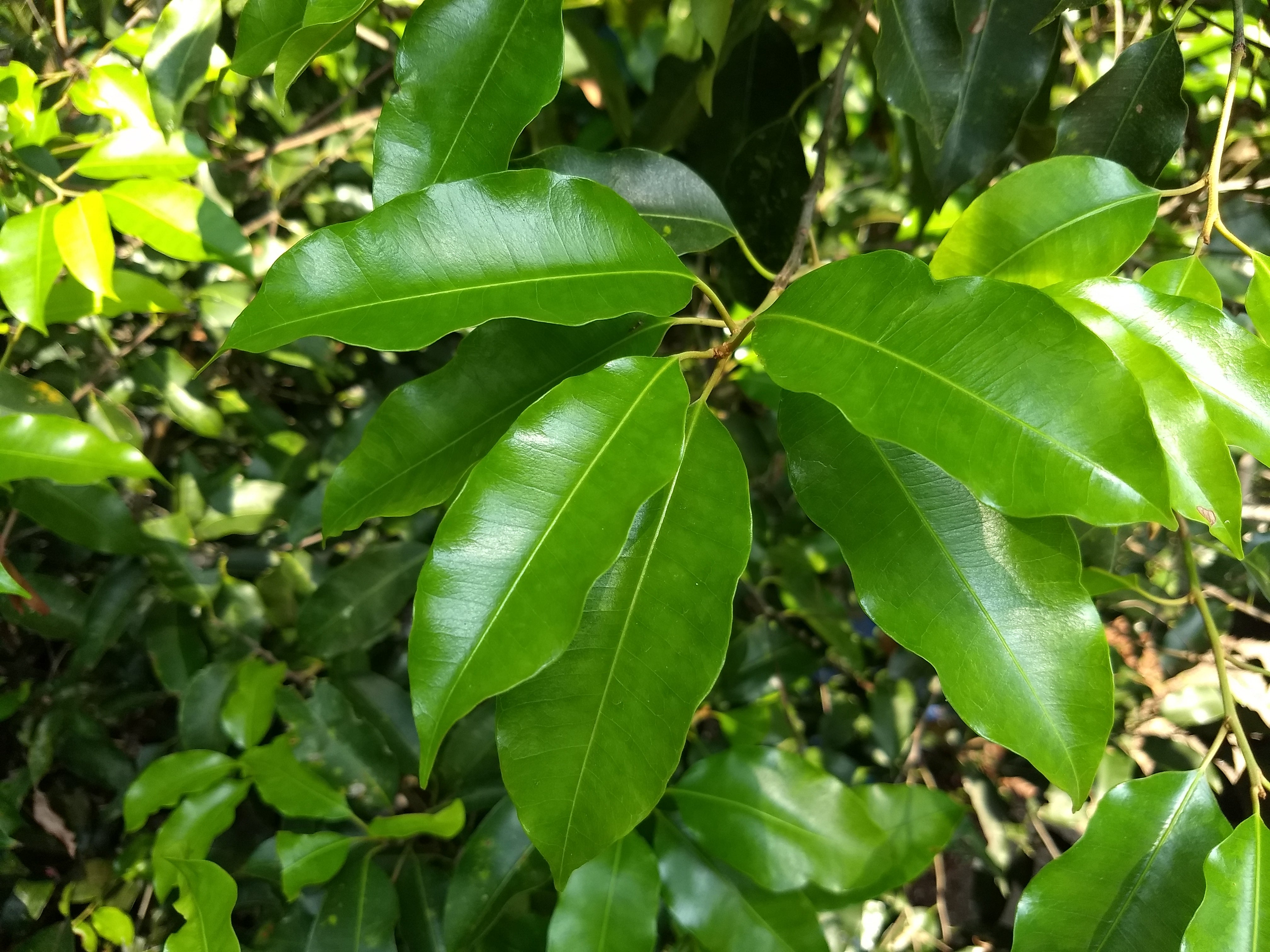 Elengi ( Mimusops elengi ) Medicinal Plant