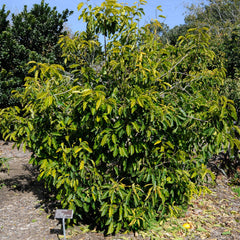 Elengi ( Mimusops elengi ) Medicinal Plant
