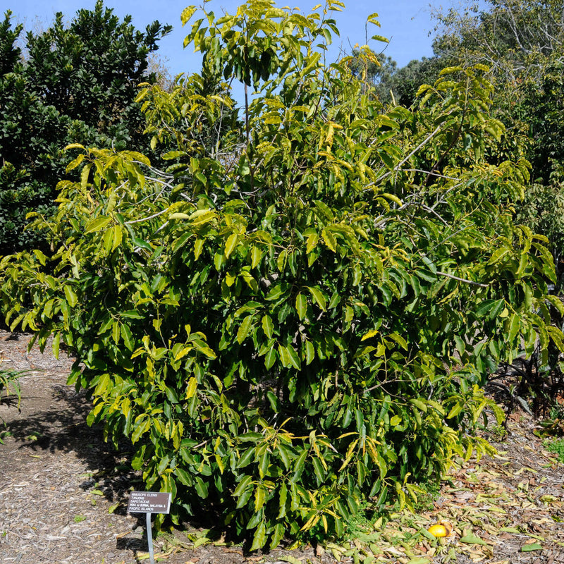 Elengi ( Mimusops elengi ) Medicinal Plant