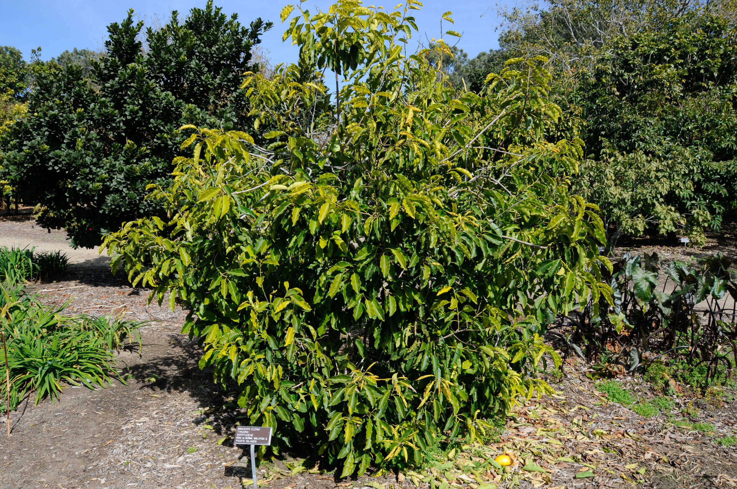 Elengi ( Mimusops elengi ) Medicinal Plant