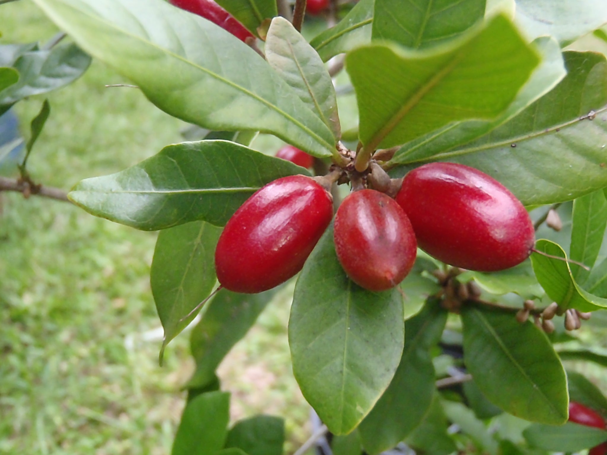 Miracle Berry - Fruit Plant