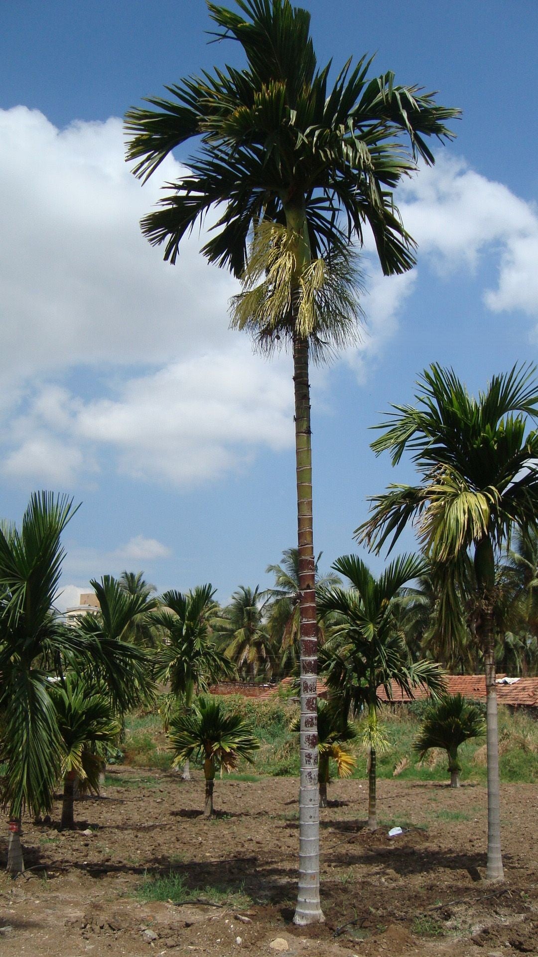 Hybrid Dwarf Arecanut - Mohit Nagar  Plant