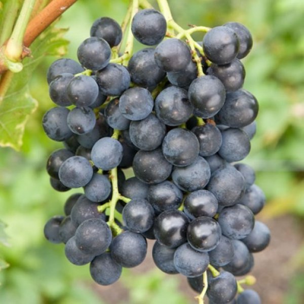 Hybrid Grape - Muscat Blue Grape Vine Fruit Plant